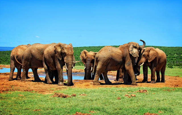 a herd of elephants in knysna elephant park, south africa