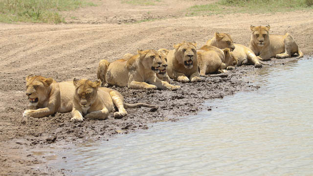group of lioness resting near the hidden valley of serengeti national park, tanzania