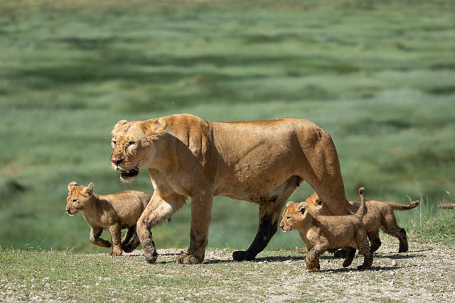 cute lion cubs and their mother walking across the green plains of ndutu, tanzania