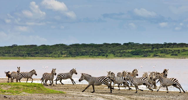 zebras at lake ndutu in serengeti national park, tanzania