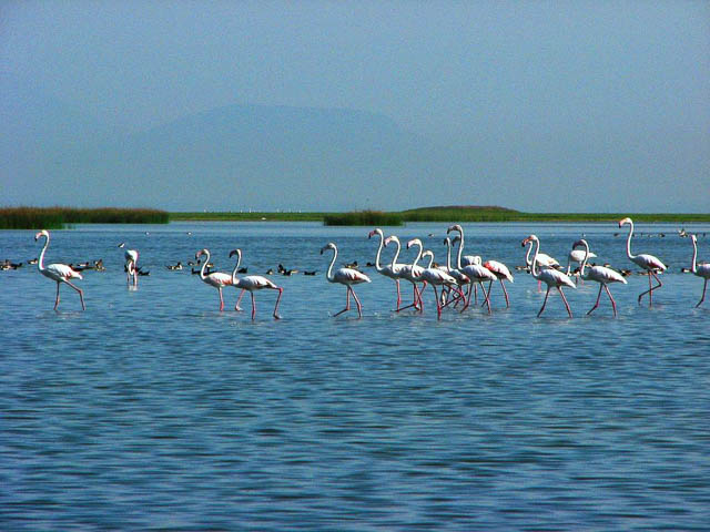birds over brackish water lagoon chilika lake near puri, odisha