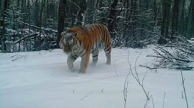 siberian tiger strolling through the snow in the forests of taiga