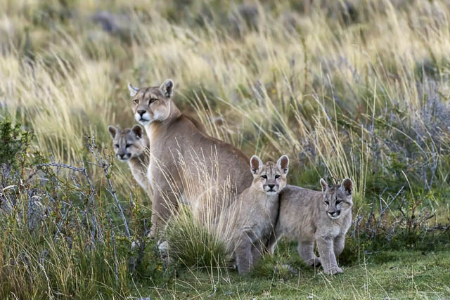pumas family in torres del paine national park, chile