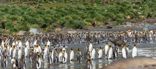 group of penguins in falkland islands