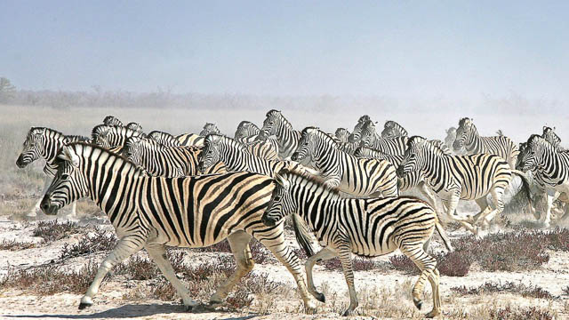 herd of zebras crossing in nxai pan national park
