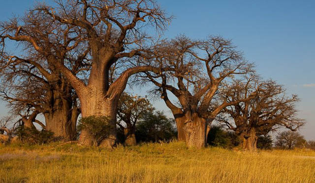 group of baines baobab trees in nxai pan national park