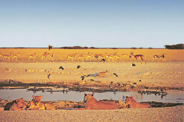 numerous wildlife gather around a water body in nxai pan national park