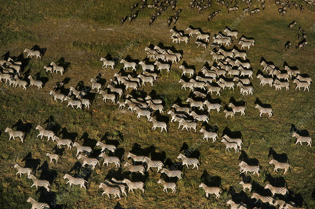 ariel view herd of zebras walking in nxai pan