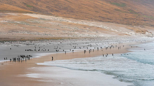 group of penguins on a beach in south georgia