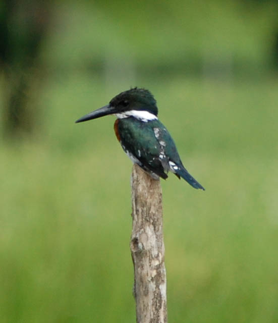 green kingfisher at tarcoles and carara