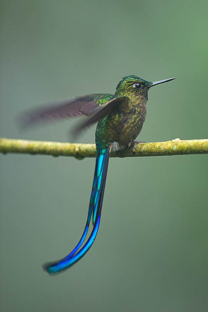birds with long tail at ecuadorian amazon
