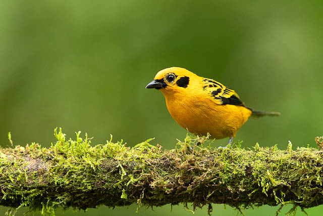 yellow headed beautiful bird at ecuadorian amazon