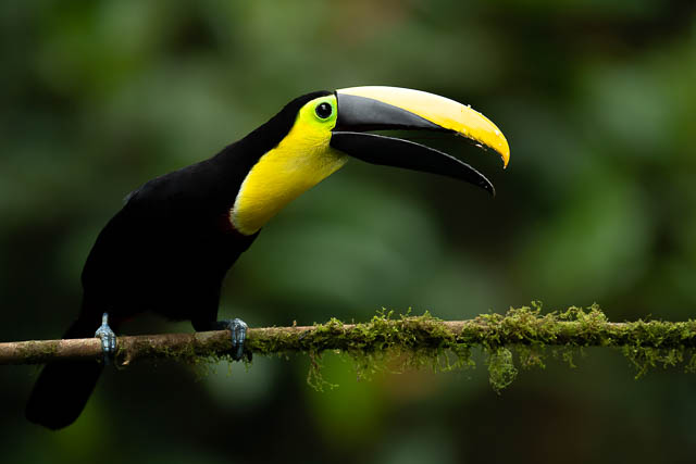 black bird with a long beak at ecuadorian amazon
