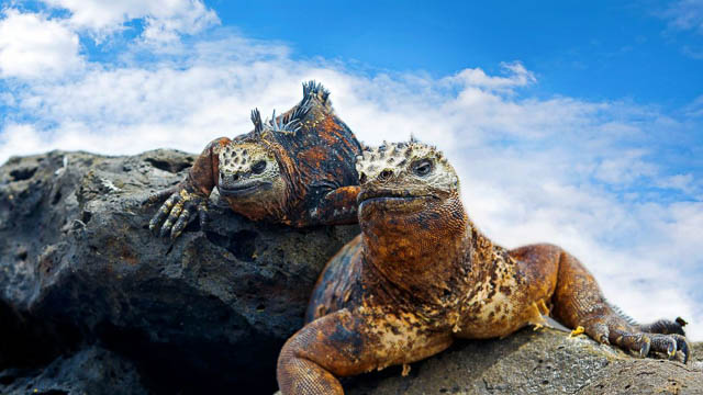 iguanas resting on a rock in galapagos islands