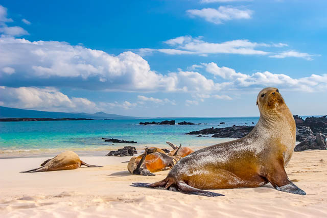 sea lions basking under the sun in the galapagos islands
