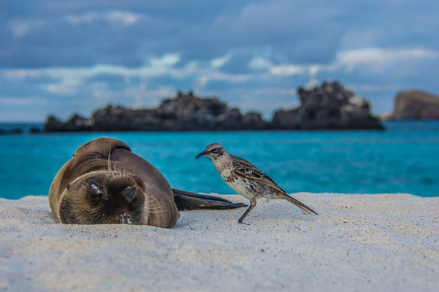 sea lion with a bird on a beach in galapagos islands