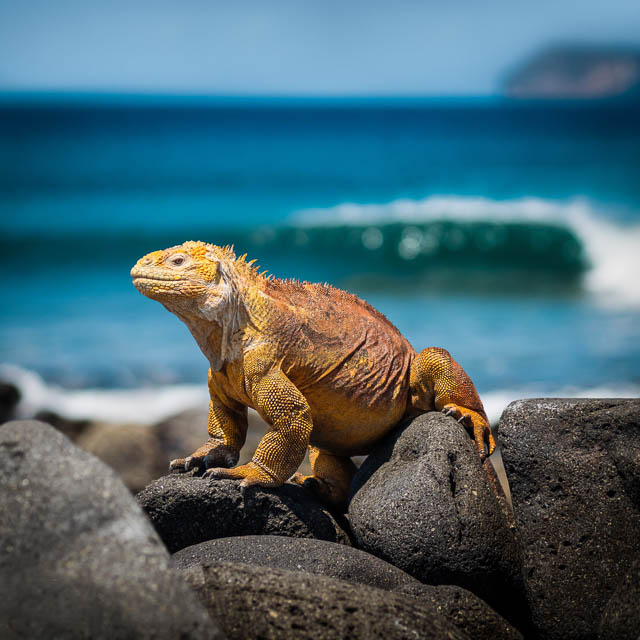 wildlife in galapagos islands