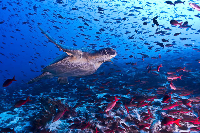 underwater wildlife in galapagos islands
