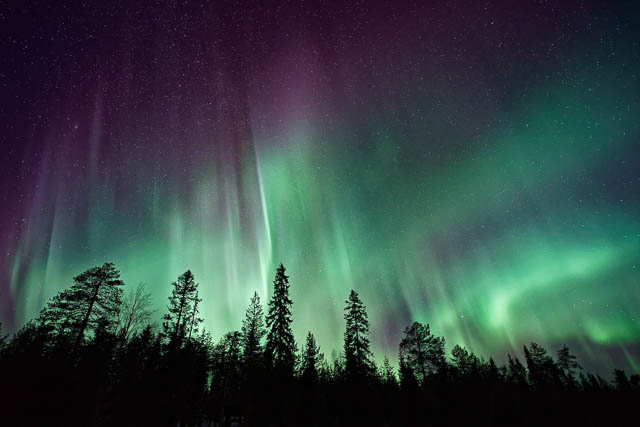 polar lights above trees in riisitunturi national park