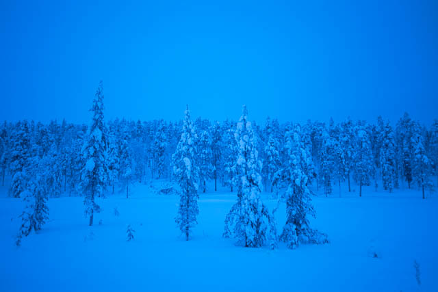 snow covered trees in kittila