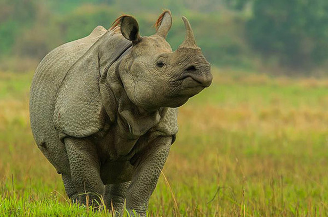 Namdapha national park | Wild Voyager Namdapha national park | Wild Voyager