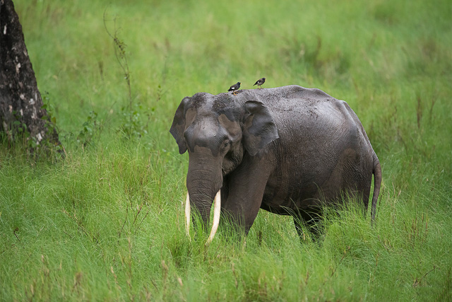 Elephant encounter in Masai Mara Safari Packages