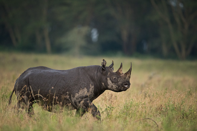 Rhinoceros during Masai Mara Safari Packages