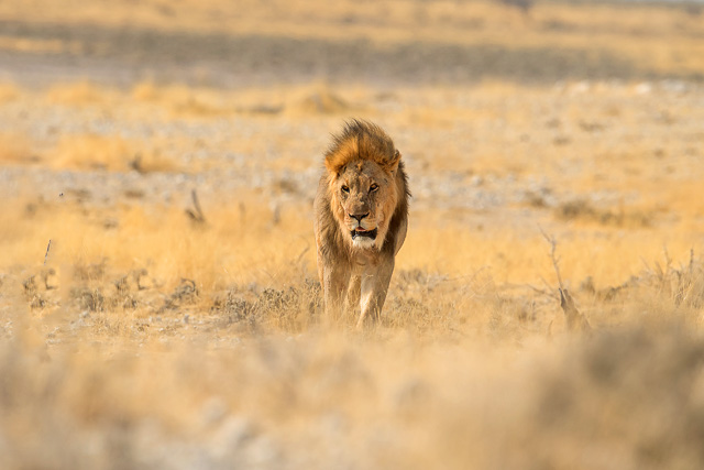 Lion during Masai Mara Safari Packages