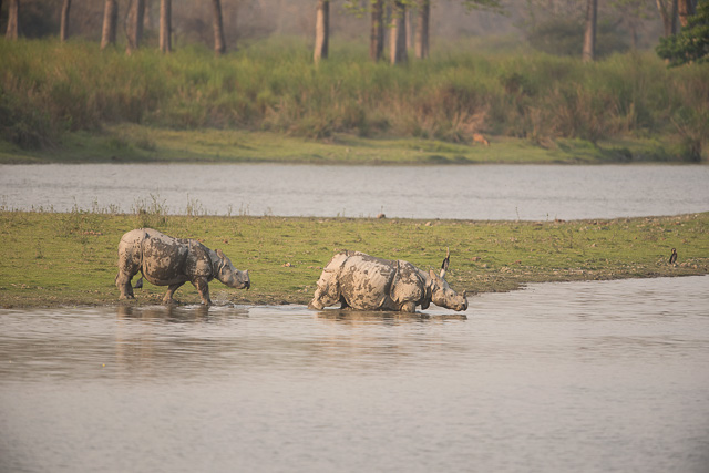 two one-horned rhino ready to dive in a water body in kaziranga national park india