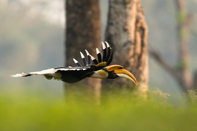 birding at kaziranga national park india