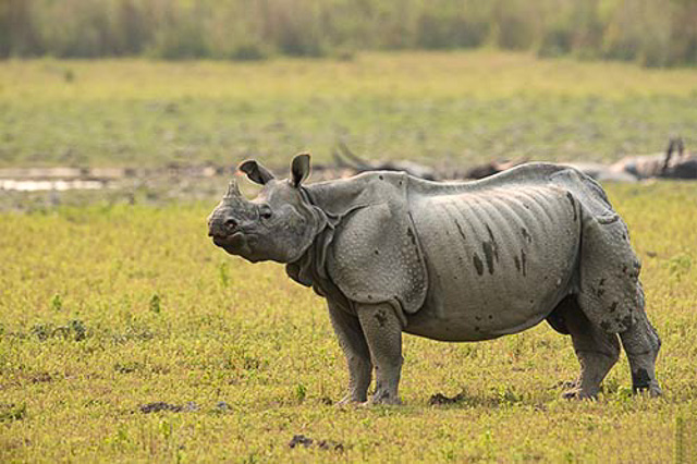 one-horned rhino at kaziranga national park india