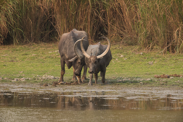 wild buffalo at kaziranga national park india