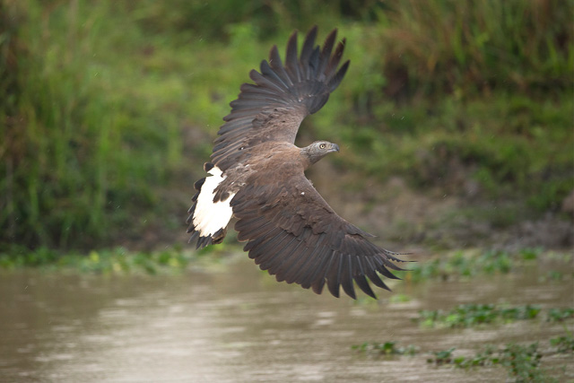 birds at kaziranga national Park India