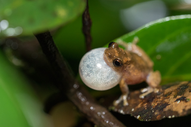 a frog showing its glands at Agumbe rainforest Karnataka India