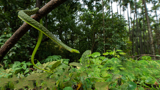 a snake crawling from a tree in Agumbe forest Karnataka India