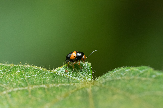 an insect resting on a leaf in Agumbe forest Karnataka India