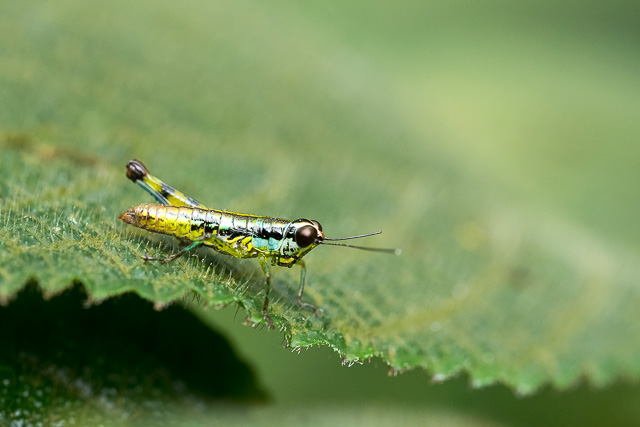 a colorful insect in Agumbe forest Karnataka India