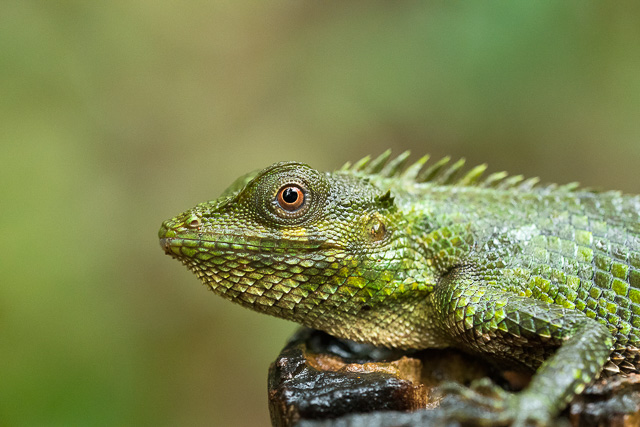 green color reptile resting in Agumbe forest Karnataka India