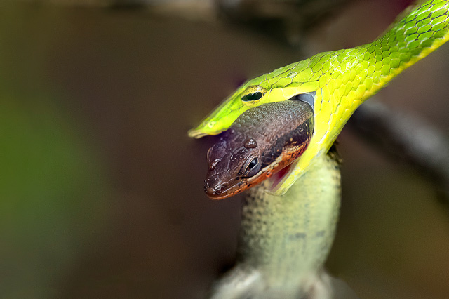 green snake catching its prey by neck in amboli maharashtra india