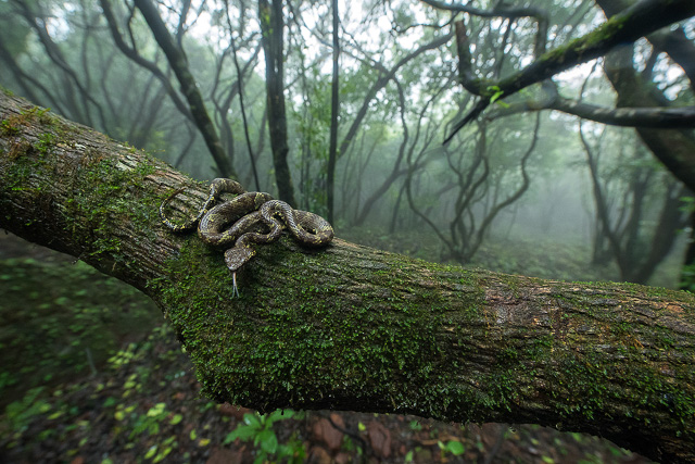 snake sitting on a tree branch in fog filled forest in amboli ghat maharashtra india