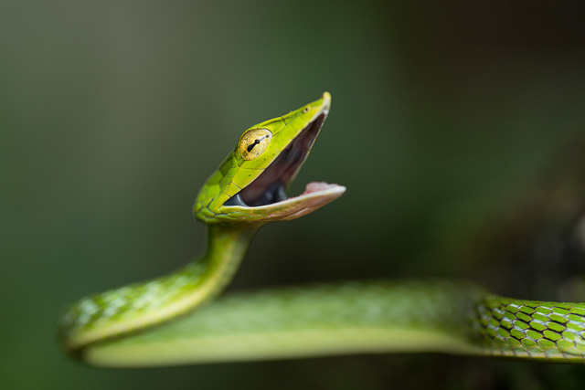 green snake yawning in amboli rainforest maharashtra india