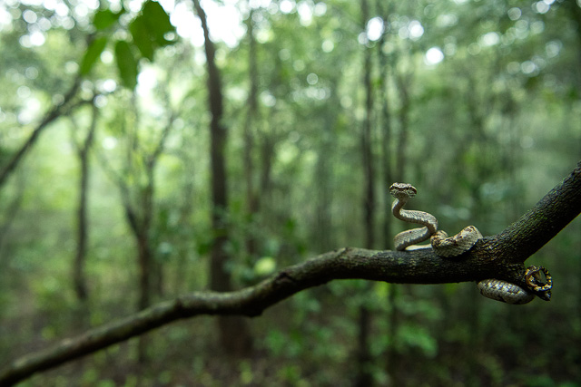 snake ready to take a dive from a small twig in amboli hill station maharashtra india