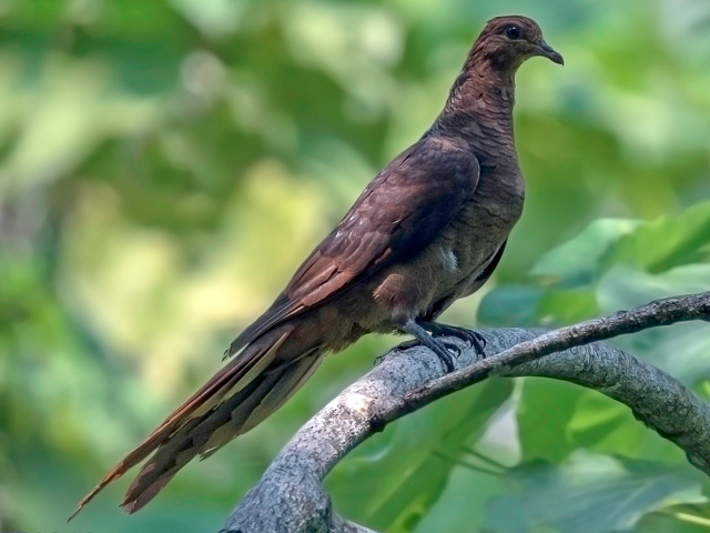 birding at Andaman Nicobar islands India
