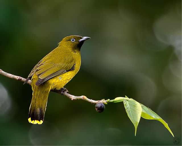 birds in Andaman Nicobar islands India