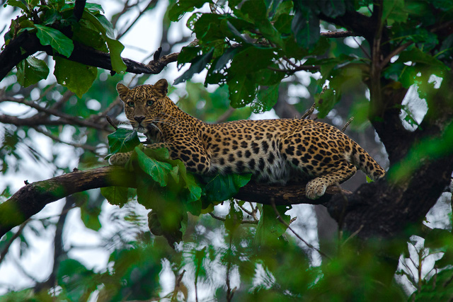 leopard sitting on a tree in Bandipur national park Karnataka India