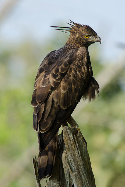 birding at Bandipur National park Karnataka India