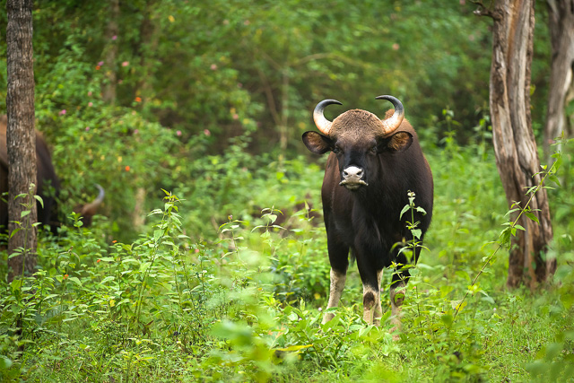 wild buffalo at Bandipur National Park Karnataka India