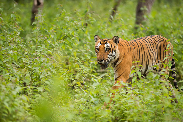 tiger roaming around Bandipur National Park Karnataka India