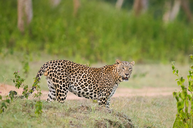 leopard in Bandipur National Park Karnataka India