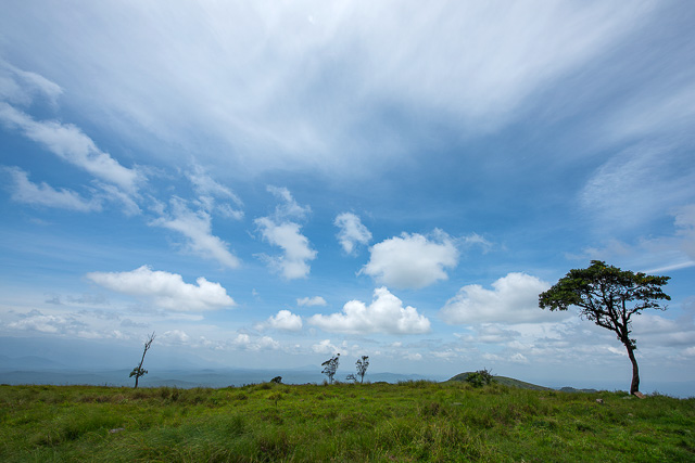 clear blue sky view in Bandipur National Park Karnataka India